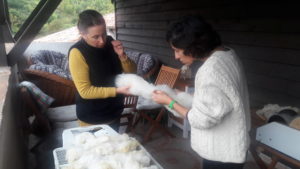 Local wool being carded and cleaned with attention