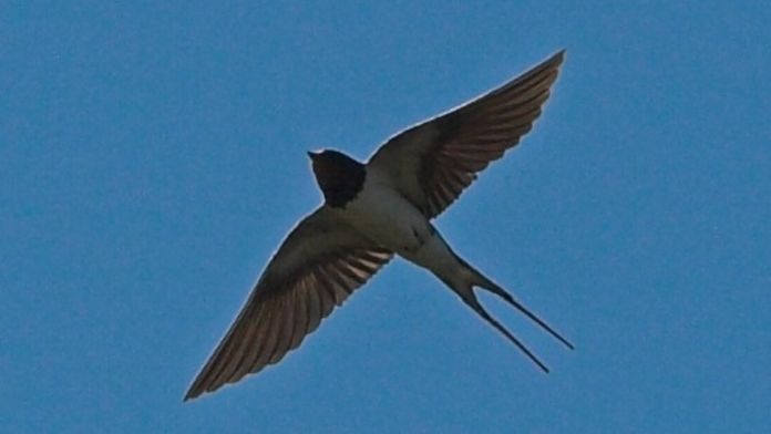 Une hirondelle / A swallow